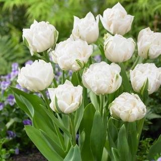 TULIP ޥȥ 5