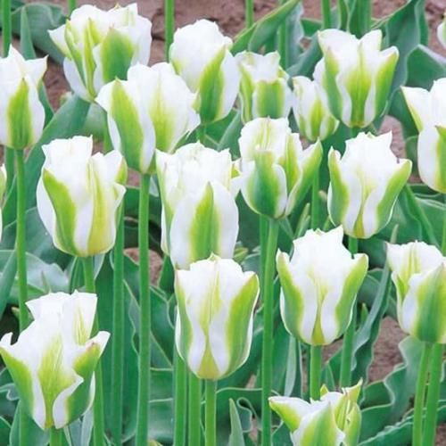 チューリップ　 チューリップ スプリンググリーン - GARDENS ONLINESHOP | ガーデンズ