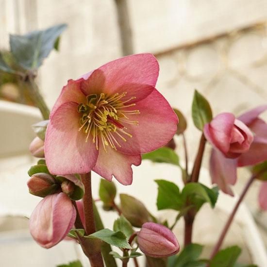 クリスマスローズ 氷の薔薇 ピンク5号 Gardens Onlineshop ガーデンズ 香川県高松市 クリスマスローズ 氷の薔薇 ピンク5号 Gardens Onlineshop ガーデンズ 香川県高松市
