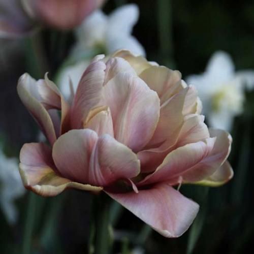 TULIP 顡٥륨ݥå  3