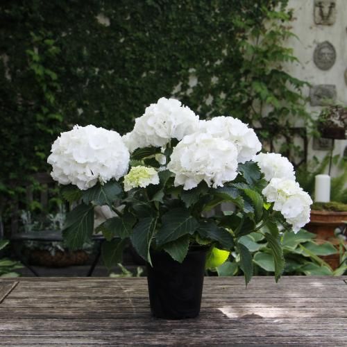 アジサイ シュガーホワイト - GARDENS ONLINESHOP | ガーデンズ | 香川