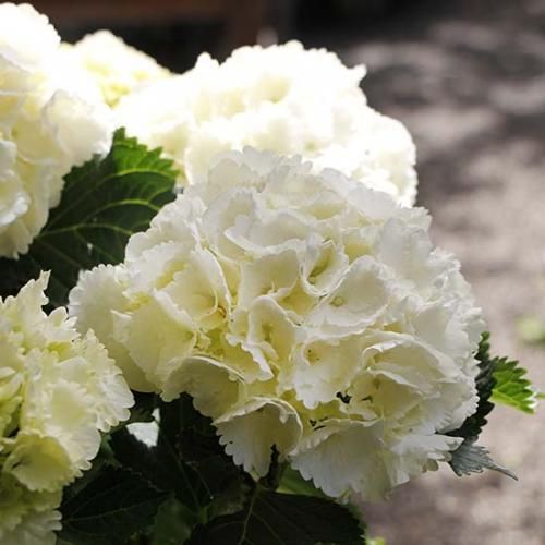 アジサイ シュガーホワイト - GARDENS ONLINESHOP | ガーデンズ | 香川