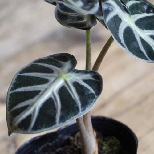 アロカシア ハートバルーン 鉢セット - GARDENS ONLINESHOP