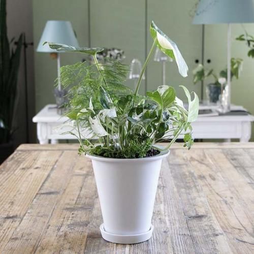 BOTANY LONG POT L 