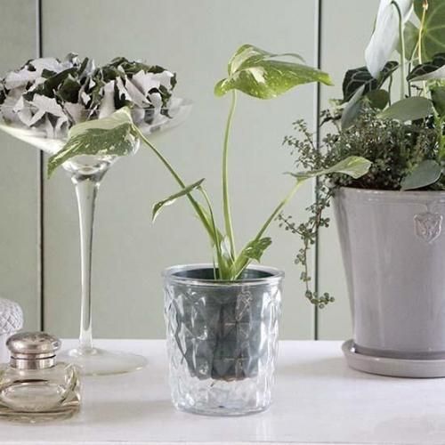 鉢（フリスキー） 鉢（フリスキー様専用） - メルカリ