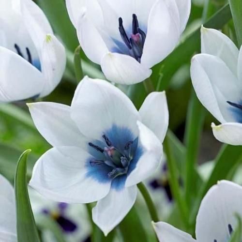 <img class='new_mark_img1' src='https://img.shop-pro.jp/img/new/icons14.gif' style='border:none;display:inline;margin:0px;padding:0px;width:auto;' />塼åסҥߥꥹ  쥢 顼