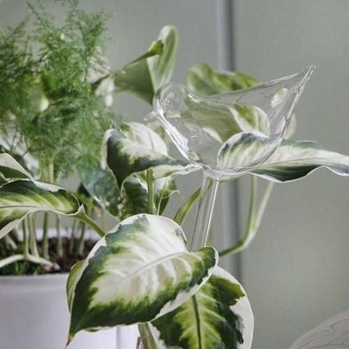<img class='new_mark_img1' src='https://img.shop-pro.jp/img/new/icons14.gif' style='border:none;display:inline;margin:0px;padding:0px;width:auto;' />Reigo selfwatering clear