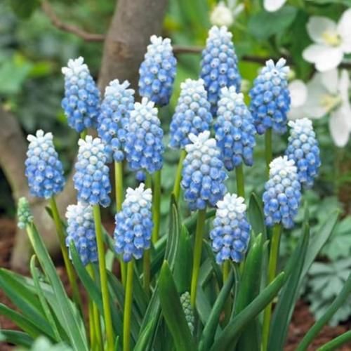 <img class='new_mark_img1' src='https://img.shop-pro.jp/img/new/icons14.gif' style='border:none;display:inline;margin:0px;padding:0px;width:auto;' />ॹꡡڥѡߥ