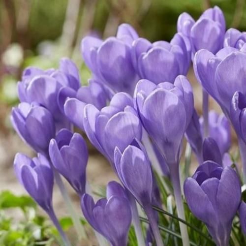 <img class='new_mark_img1' src='https://img.shop-pro.jp/img/new/icons14.gif' style='border:none;display:inline;margin:0px;padding:0px;width:auto;' />å ȥޥ˥̥ ϥߥ󥰥С