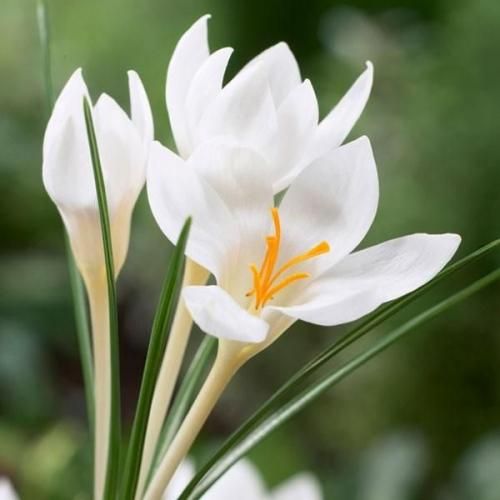 <img class='new_mark_img1' src='https://img.shop-pro.jp/img/new/icons14.gif' style='border:none;display:inline;margin:0px;padding:0px;width:auto;' />å ߥ٥