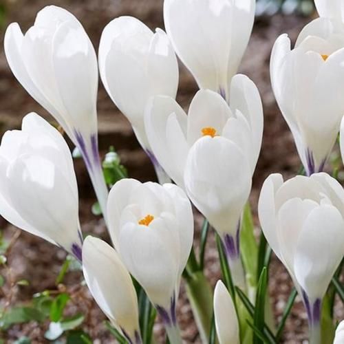 <img class='new_mark_img1' src='https://img.shop-pro.jp/img/new/icons14.gif' style='border:none;display:inline;margin:0px;padding:0px;width:auto;' />å 