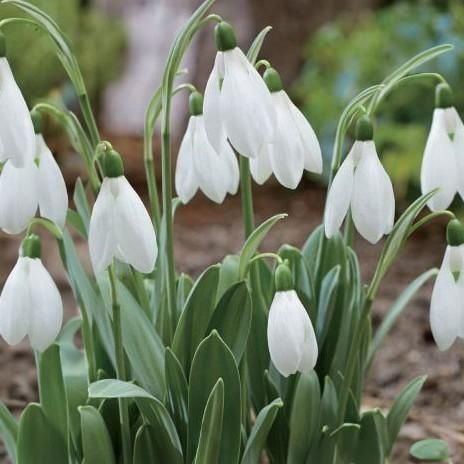 <img class='new_mark_img1' src='https://img.shop-pro.jp/img/new/icons14.gif' style='border:none;display:inline;margin:0px;padding:0px;width:auto;' />Ρɥå ޥȥ٥쥹