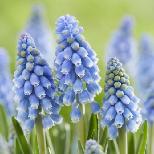 <img class='new_mark_img1' src='https://img.shop-pro.jp/img/new/icons14.gif' style='border:none;display:inline;margin:0px;padding:0px;width:auto;' />ॹ ȥƥå