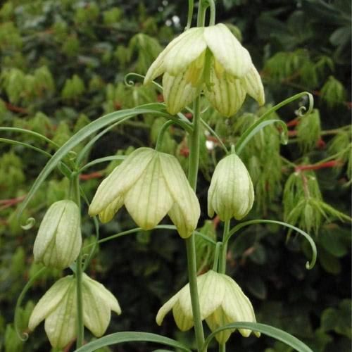 <img class='new_mark_img1' src='https://img.shop-pro.jp/img/new/icons14.gif' style='border:none;display:inline;margin:0px;padding:0px;width:auto;' />Х