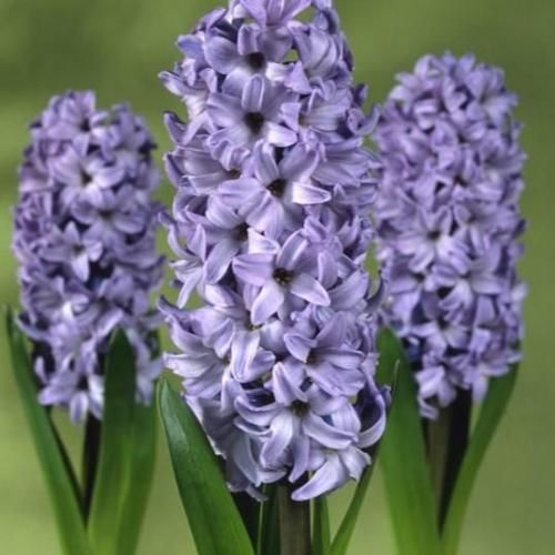 <img class='new_mark_img1' src='https://img.shop-pro.jp/img/new/icons14.gif' style='border:none;display:inline;margin:0px;padding:0px;width:auto;' />ҥ䥷 ǥեȥ֥롼