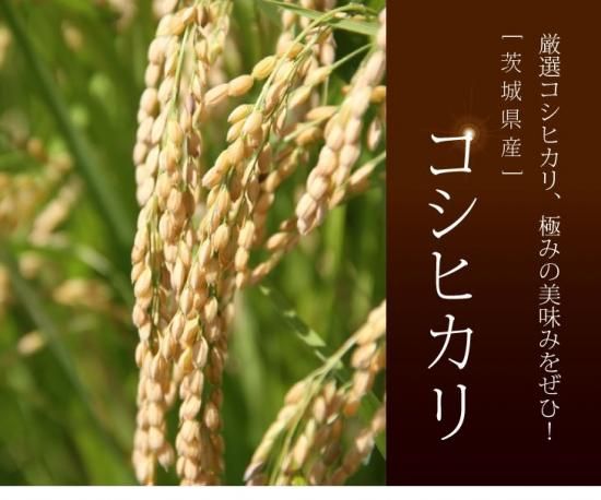 新米 令和6年 茨城県産 コシヒカリ 白米 10kg