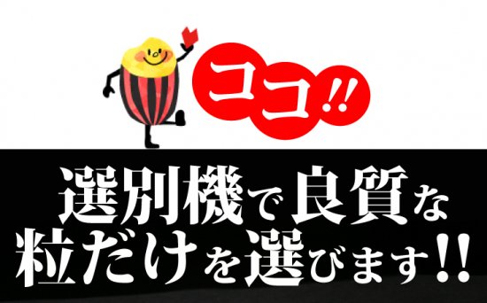 令和5年新米 埼玉県産コシヒカリ白米30kg