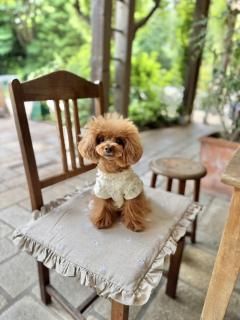 <img class='new_mark_img1' src='https://img.shop-pro.jp/img/new/icons1.gif' style='border:none;display:inline;margin:0px;padding:0px;width:auto;' />եޥå ե롼롦ɡꥹ

