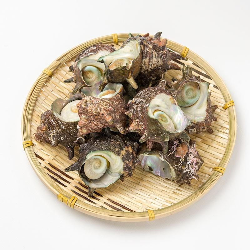 砂抜き済みの天然活サザエ 1kg 若狭湾産 | バーベキューやお刺身で