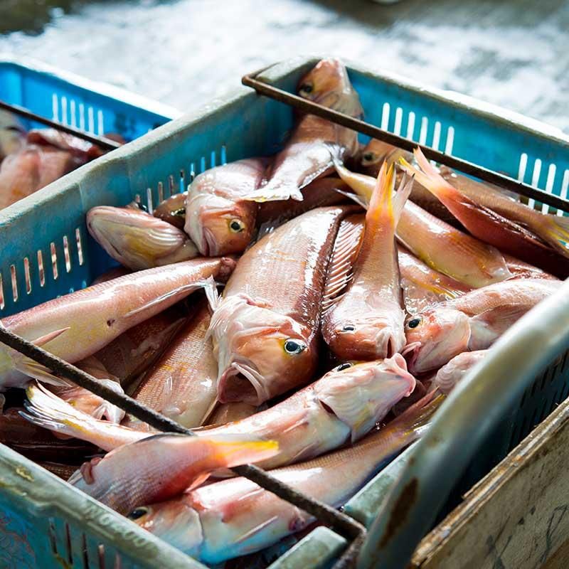 甘鯛】高級魚「若狭ぐじ」をお届けいたします！ - 産地直送 魚屋