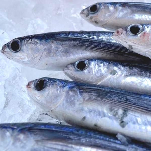 若狭湾 天然 丸トビウオ 20尾 - 越前蟹の魚屋とび魚 オンライン