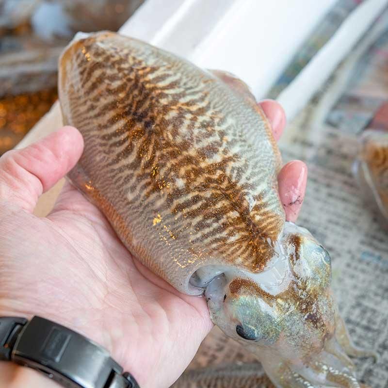 モンゴウイカが旬 若狭湾の朝獲れシリーズ 越前かに 若狭三方の魚屋さん