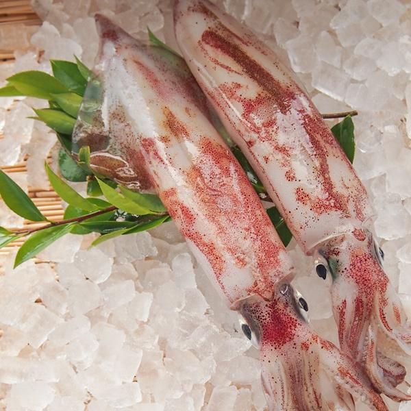 2394円 本店は 剣先イカ 特大1本 1箱1杯 合計600g-700g 旬の鮮魚セット 玄界灘産 ヤリイカ 福岡県鐘崎漁港産 墨取り済み活魚を絞めて出荷 送料無料 2394円 本店は 剣先イカ 特大1本 1箱1杯 合計600g-700g 旬の鮮魚セット 玄界灘産 ヤリイカ 福岡県鐘崎漁港産 墨取り済み活魚を絞めて出荷 送料無料
