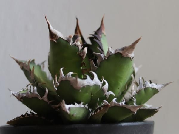 Agave titanota