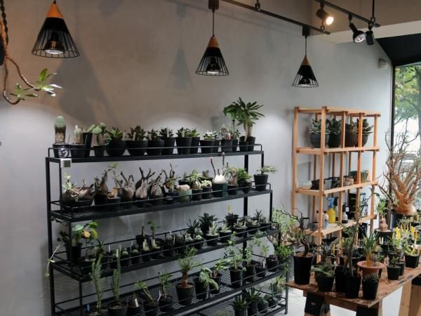 AMATERAS LED 20W（アマテラス） 植物育成LED 太陽光LED 室内太陽光LED - bio plants（ビオプランツ）