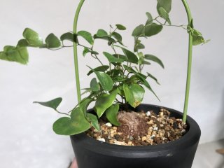 Dioscorea elephantipesー亀甲竜ーno.2