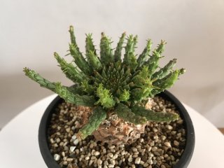 Euphorbia  flanaganiiーユーフォルビア・フラナガニーno.1ー