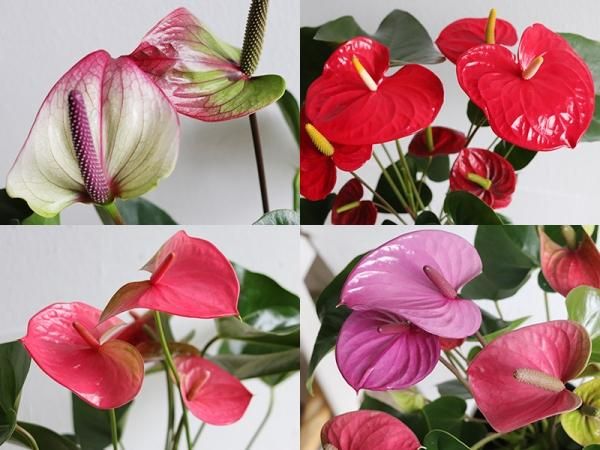送料無料 品種を選べるアンスリウム 鉢植え 6号 Bio Plants ビオプランツ 送料無料 品種を選べるアンスリウム 鉢植え 6号 Bio Plants ビオプランツ