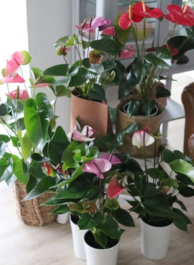 送料無料 品種を選べるアンスリウム 鉢植え 6号 Bio Plants ビオプランツ
