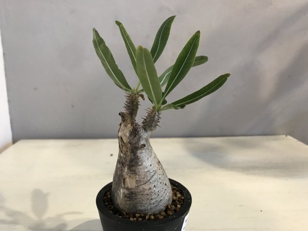 Pachypodium Graciliusーパキポディウム・グラキリスーG220253 - bio plants（ビオプランツ）