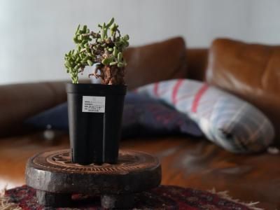 plants - bio plants（ビオプランツ）