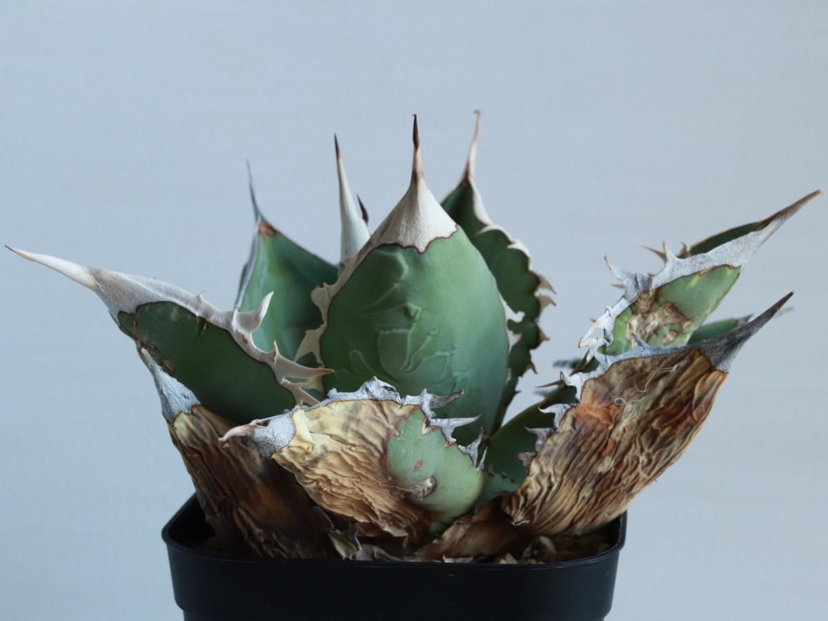 Agave oteroi oaxacaーアガベ・オテロイ・オアハカーA230314 - bio