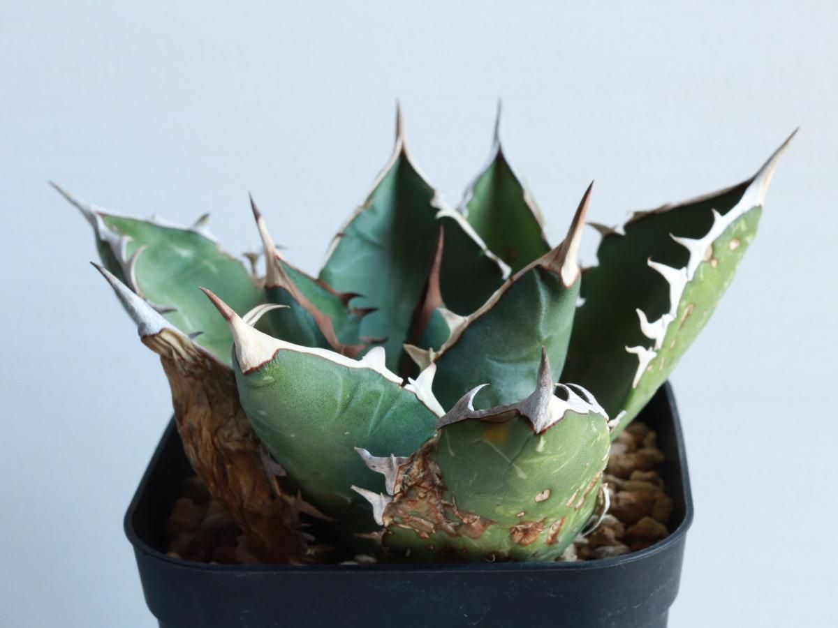 Agave oteroi oaxacaーアガベ・オテロイ・オアハカーA230318