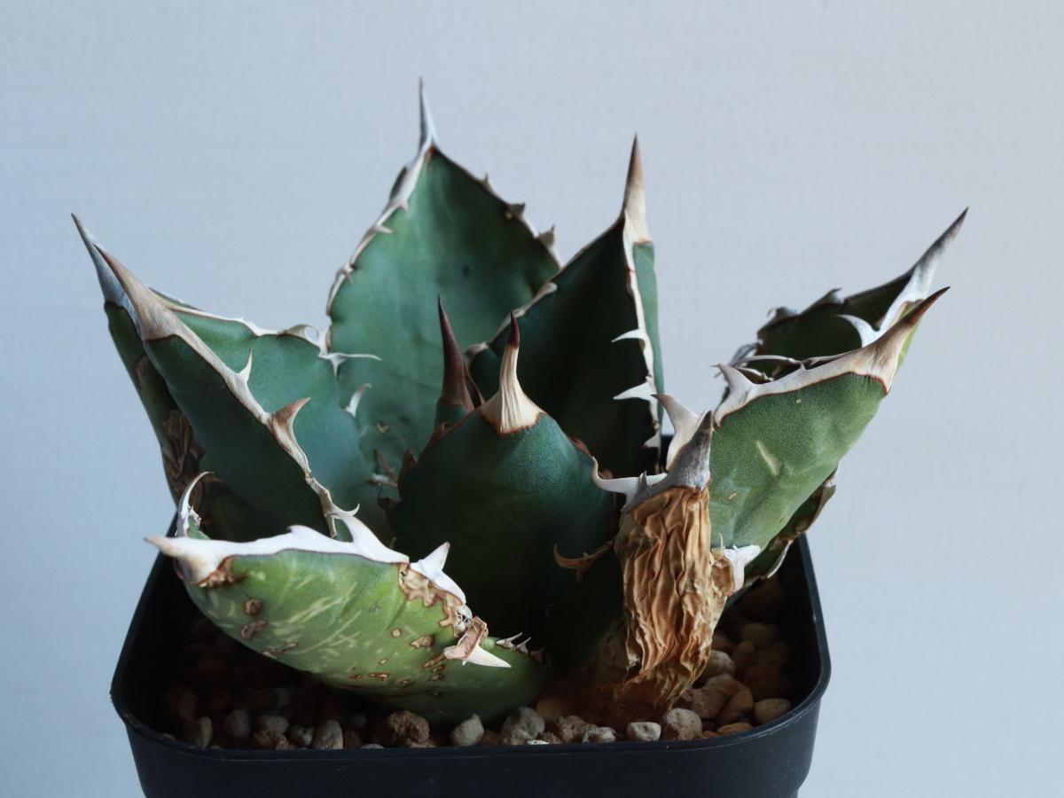 多様な Agave oteroi oaxacaーアガベ・オテロイ・オアハカーA230318 アガベ