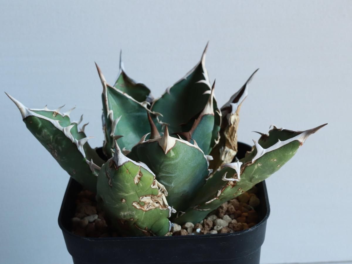 Agave oteroi oaxacaーアガベ・オテロイ・オアハカーA230318 Agave oteroi oaxacaーアガベ・オテロイ・オアハカーA230318