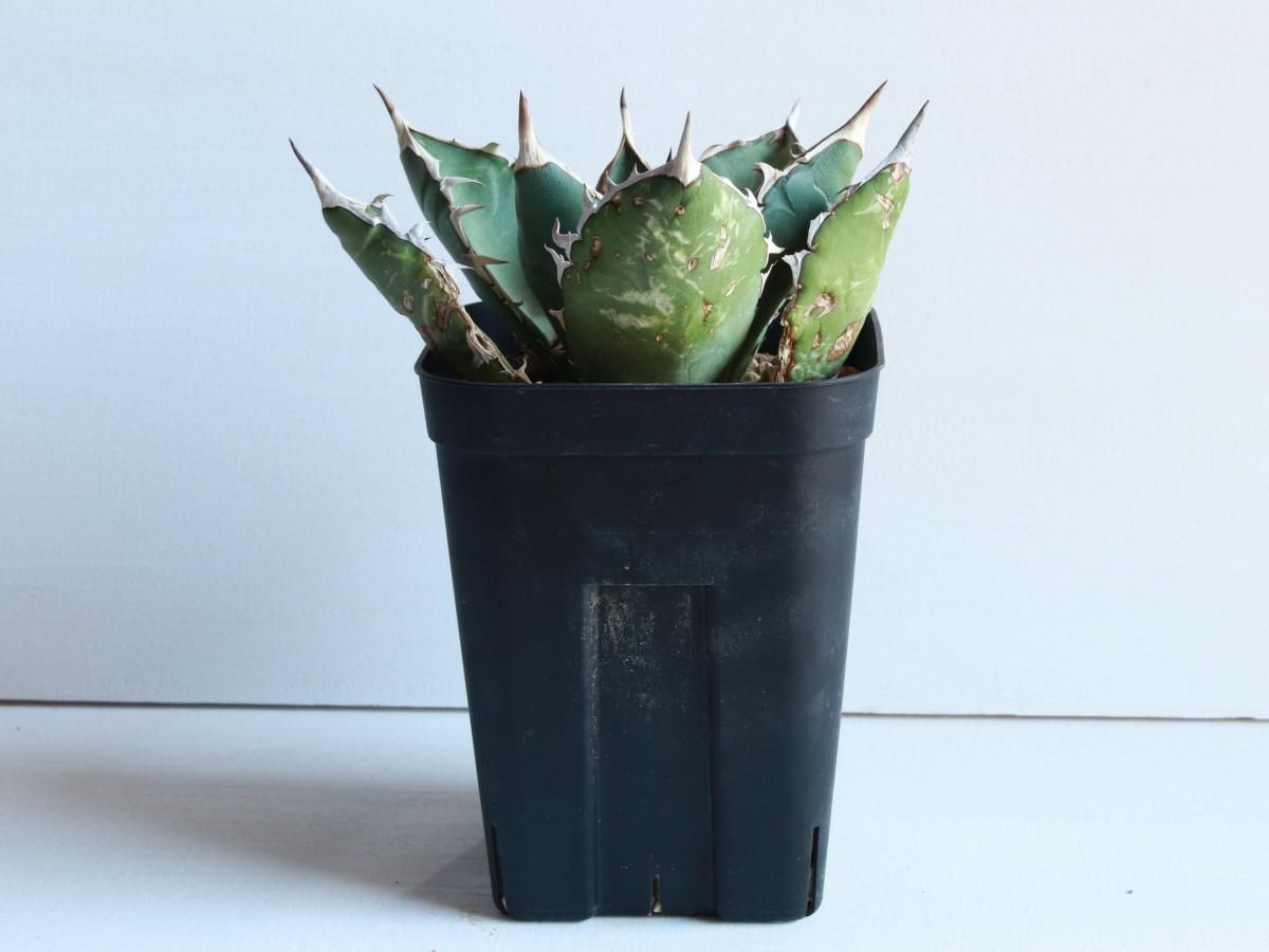 Agave oteroi oaxacaーアガベ・オテロイ・オアハカーA230318 Agave oteroi oaxacaーアガベ・オテロイ・オアハカーA230318