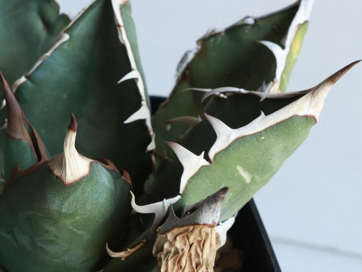 Agave oteroi oaxacaーアガベ・オテロイ・オアハカーA230318 Agave oteroi oaxacaーアガベ・オテロイ・オアハカーA230318