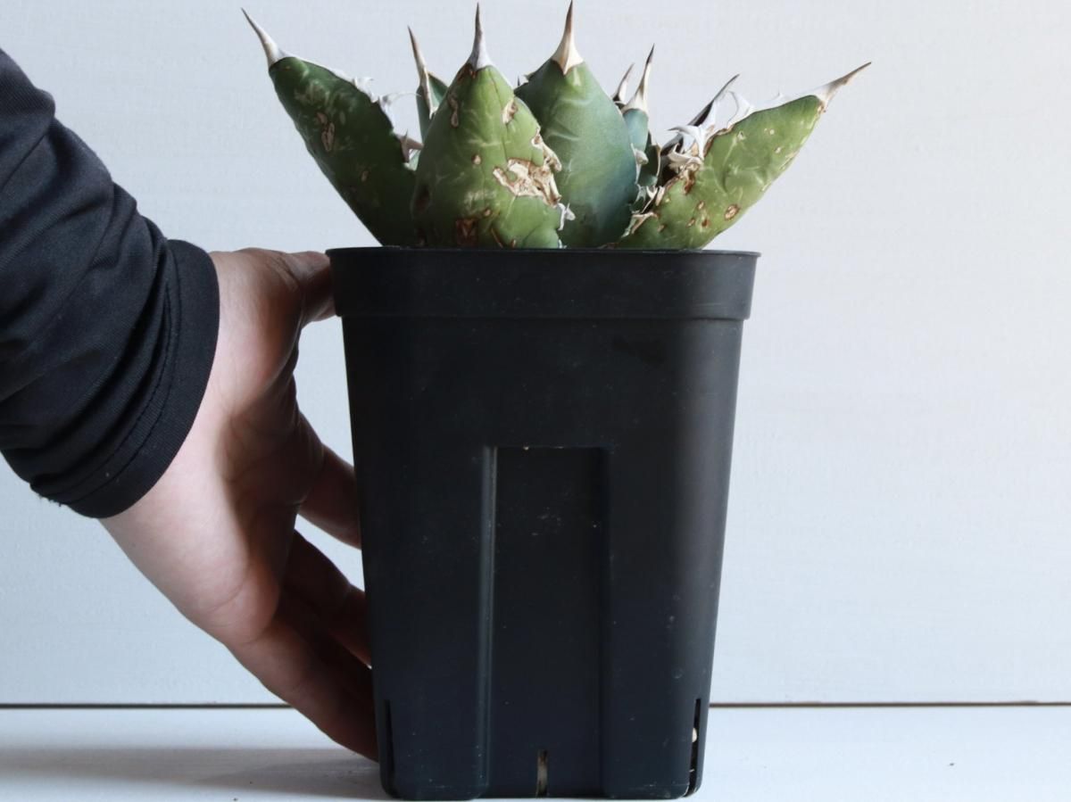 Agave oteroi oaxacaーアガベ・オテロイ・オアハカーA230318 Agave oteroi oaxacaーアガベ・オテロイ・オアハカーA230318
