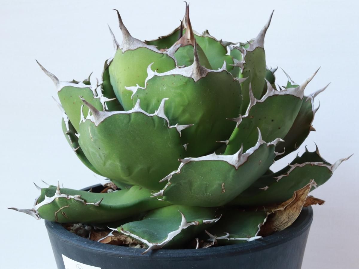 Agave titanota Rose/01ーアガベ・チタノタ・ローズーA230285