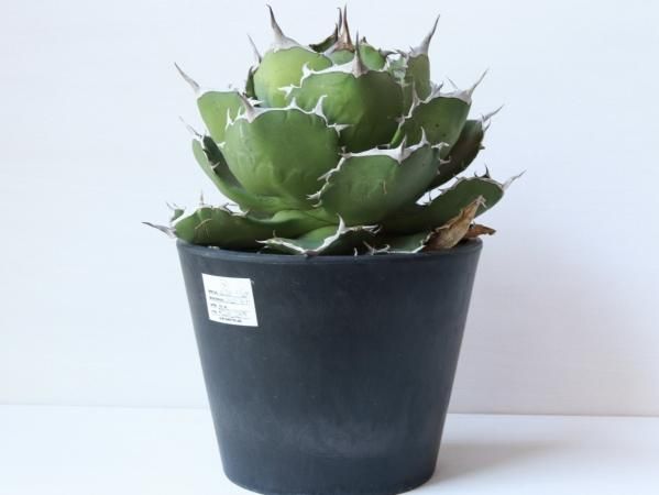 Agave titanota Rose/01ーアガベ・チタノタ・ローズーA230285 Agave titanota Rose/01ーアガベ・チタノタ・ローズーA230285