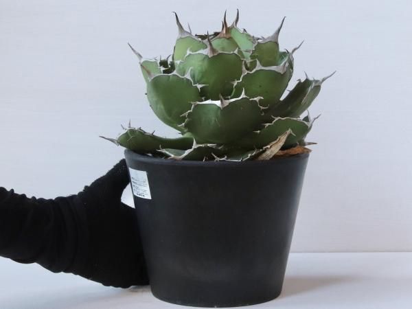 Agave titanota Rose/01ーアガベ・チタノタ・ローズーA230285 Agave titanota Rose/01ーアガベ・チタノタ・ローズーA230285