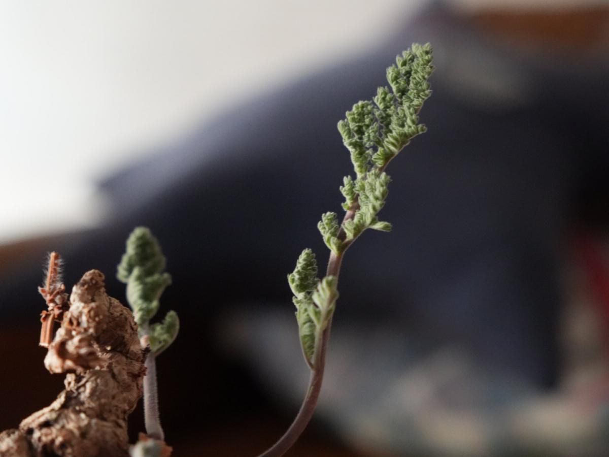 Signature Line ペラルゴニウム・トリステ(Pelargonium triste Signature Line ペラルゴニウム・トリステ(Pelargonium triste