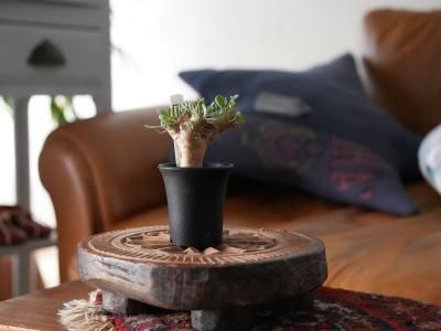 Othonna euphorbioides-���ȥ�ʡ��桼�ե���ӥ����ǥ�-no.240005