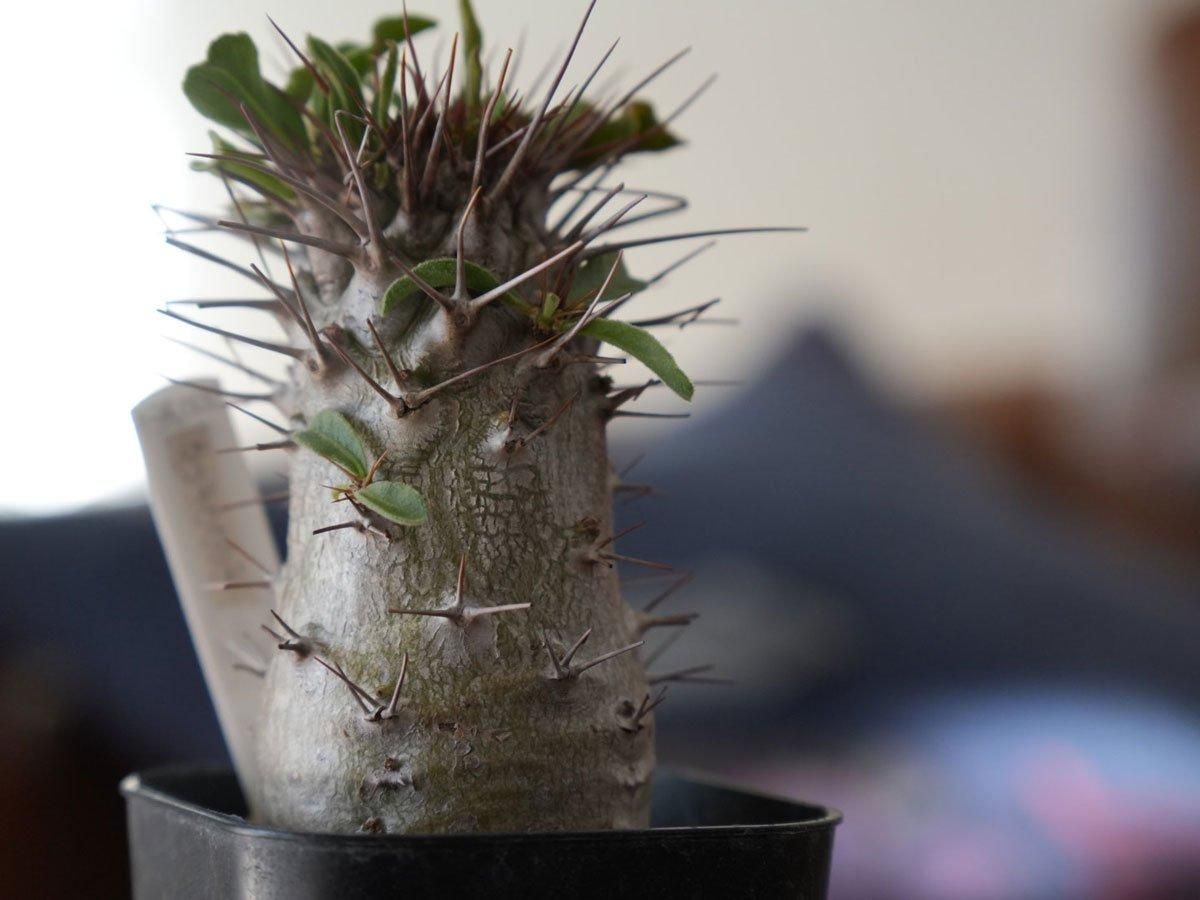 Pachypodium namaquanum ーパキポディウム ナマクアナム(光堂 Pachypodium namaquanum ーパキポディウム ナマクアナム(光堂