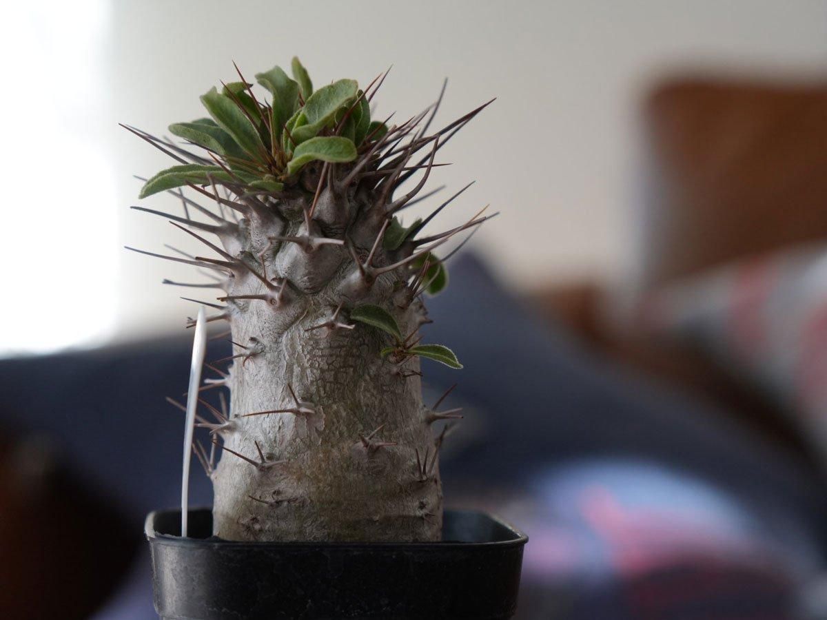 Pachypodium namaquanum ーパキポディウム ナマクアナム（光堂