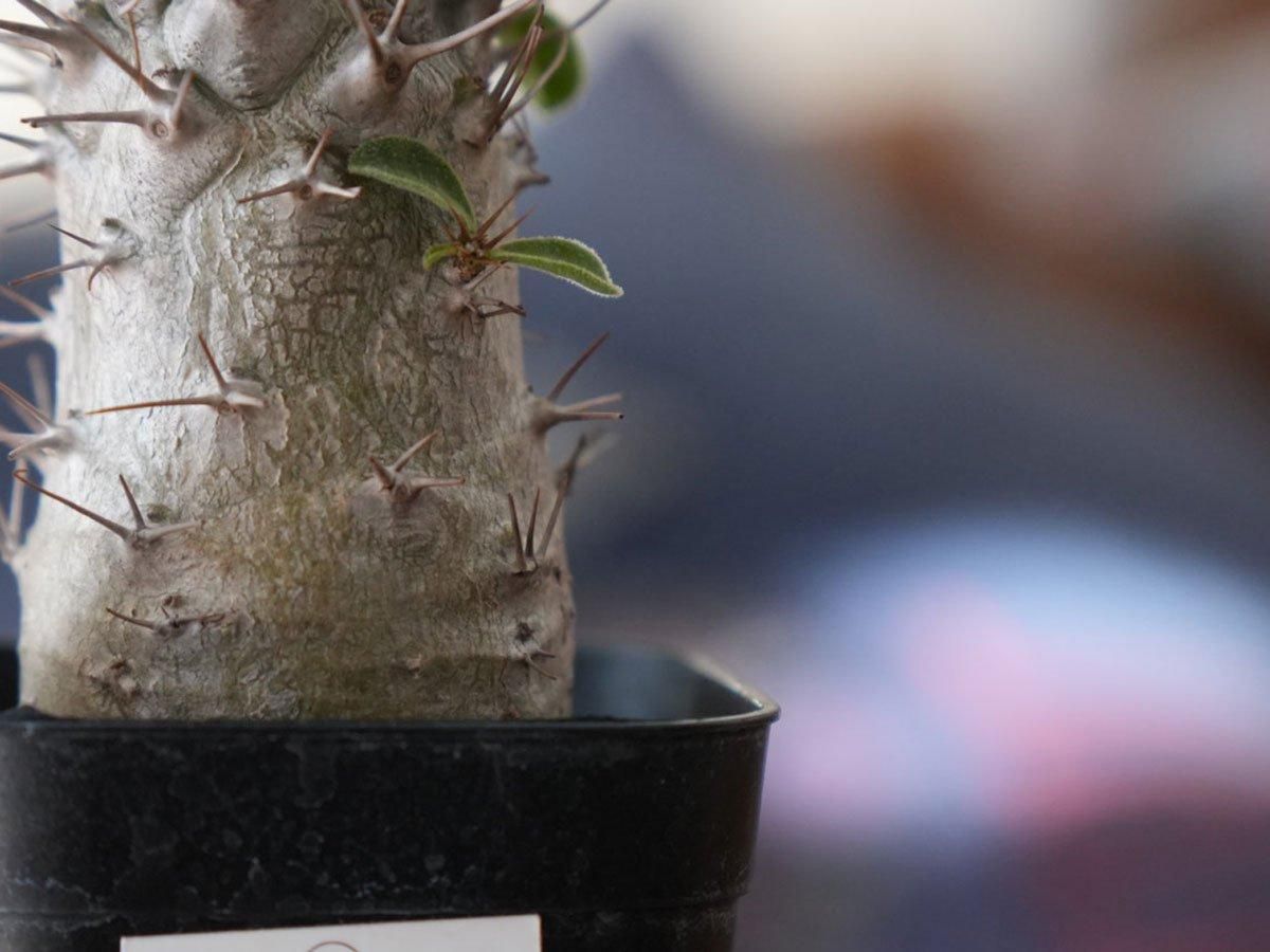 Pachypodium namaquanum ーパキポディウム ナマクアナム(光堂 Pachypodium namaquanum ーパキポディウム ナマクアナム(光堂